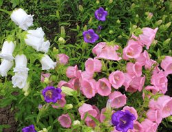 Canterbury Bells, Campanula Medium
Shutterstock.com
New York, NY