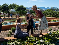 Cape Lily South Africa Tour
Cape Lily
New York City, New York