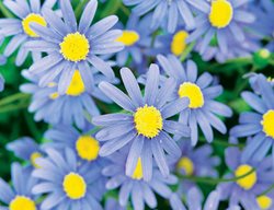 Cape Town Blue Daisy, Felicia Hybrid, Blue Daisy
Proven Winners
Sycamore, IL