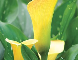 Captain Amigo Calla Lily
Garden Design
Calimesa, CA