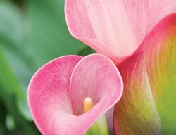 Captain Romance Calla Lily
Garden Design
Calimesa, CA