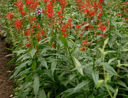 Cardinal Flower, Lobelia Cardinalis, Red Flower
Proven Winners
Sycamore, IL