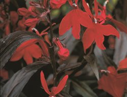 Cardinal Flower, Lobelia Cardinalis, Texas Native Plant
Garden Design
Calimesa, CA