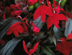 Cardinal Flower, Texas Native
Garden Design
Calimesa, CA