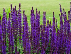 Cardonna Sage, Salvia Nemorosa 'cardonna'
Shutterstock.com
New York, NY