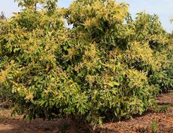 Care For Avocados
Garden Design
Calimesa, CA