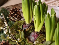 Care For Indoor Bulbs
Garden Design
Calimesa, CA