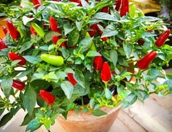 Care For Summer Crops
Garden Design
Calimesa, CA