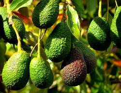 Care For Your Avocado Trees
Garden Design
Calimesa, CA