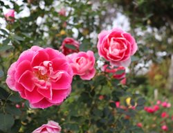 Carefree Wonder Rose, Rosa Hybrid, Meipitac
Shutterstock.com
New York, NY