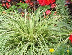 Carex Evergold Sedge, Variegated Sedge
Proven Winners
Sycamore, IL