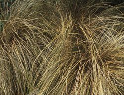 Carex
Garden Design
Calimesa, CA