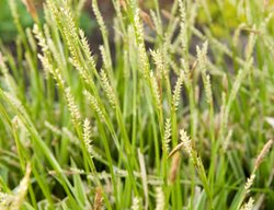 Carex Ice Dance Sedge
Proven Winners
Sycamore, IL