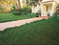 Carex Lawn
Garden Design
Calimesa, CA