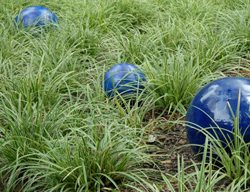 Carex Morrowwi, Ice Dance Sedge
Proven Winners
Sycamore, IL