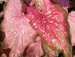Caribbean Coral Caladium, Strap-Leaf Caladium, Coral Red Foliage
Proven Winners
Sycamore, IL