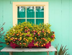 Caribbean Window Box With Lantana, Lantana Window Box
Proven Winners
Sycamore, IL