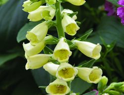 Carillon Foxglove, Digitalis Grandiflora
Millette Photomedia
