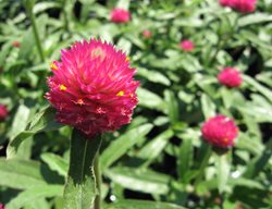Carmine Gomphrena, Gomphrean Haageana 'qis Carmine'
Flickr
