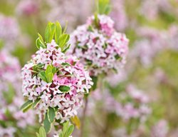 Carol Mackie Daphne, Daphne X Burkwoodii
Shutterstock.com
New York, NY