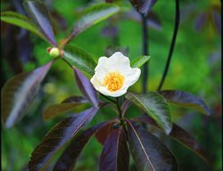 Carolina Allspice, Native Shrub, Southeast
Garden Design
Calimesa, CA