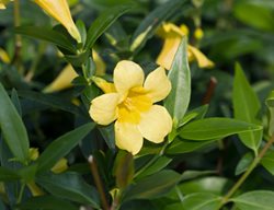Carolina Jessamine, Gelsemium Sempervirens, Vine With Yellow Flowers
Shutterstock.com
New York, NY