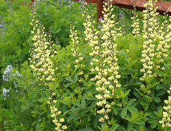 Carolina Moonlight, Baptisia Hybrid, False Indigo
Shutterstock.com
New York, NY