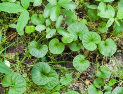 Carolina Ponysfoot, Dichondra Carolinensis
Shutterstock.com
New York, NY