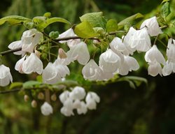 Carolina Silverbell Tree, Halesia Carolina
Shutterstock.com
New York, NY