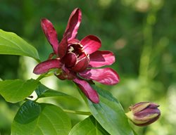 Carolina Spicebush, Calycanthus Floridus
Shutterstock.com
New York, NY