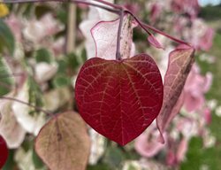 Carolina Sweetheart Redbud, Cercis Canadensis
Shutterstock.com
New York, NY