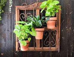 Carolynn Dilbeck
Calimesa, CA