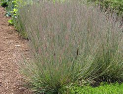 Carousel Little Bluestem, Schizachyrium Scoparium
PlantsNoveau
