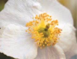 Carpenteria Californica
Garden Design
Calimesa, CA