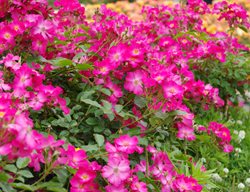 Carpet Roses, Rosa, Rose Ground Cover
Shutterstock.com
New York, NY