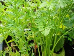 Carrots In Container, Growing Carrots, Container Garden
Shutterstock.com
New York, NY