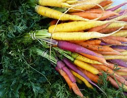 Carrots, Yellow Carrot, Orange Carrot, Purple Carrot
Shutterstock.com
New York, NY