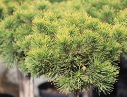 Carsten's Wintergold Mugo Pine, Pinus Mugo
Shutterstock.com
New York, NY