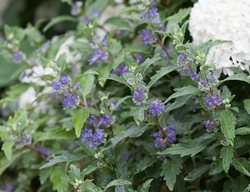Caryopteris And Hydrangea, Beyond Midnight Bluebeard
Proven Winners
Sycamore, IL