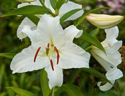 Casa Blanca Lily, Lillium Hybrid, White Lily Flower
Garden Design
Calimesa, CA