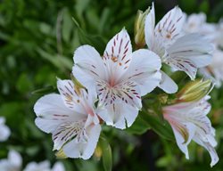 Casablanca Alstroemeria, White Peruvian Lily
Millette Photomedia
