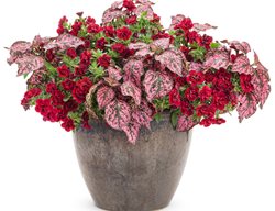 Casablanca Container Recipe, Polka Dot Plant Combination
Proven Winners
Sycamore, IL