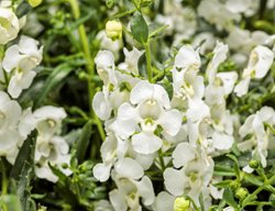 Cascade Snow Angelonia, White Angelonia
Proven Winners
Sycamore, IL