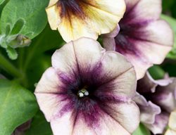 Cascadias Petunia, Autumn Mystery
Age Fotostock
