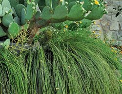 Cascading Plants, Texas Bear Grass
Ten Speed Press
Berkeley, CA
