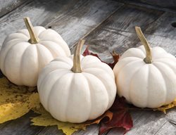 ‘casperita’ Pumpkin.
Garden Design
Calimesa, CA