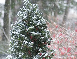 Castle Spire Holly, Evergreen Shrub, Red Berries
Proven Winners
Sycamore, IL