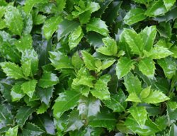 Castle Wall Blue Holly, Ilex Meserveae
Proven Winners
Sycamore, IL