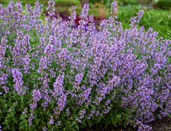 Cat’s Meow Catmint, Easy-Care Perennial
Proven Winners
Sycamore, IL