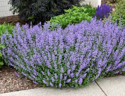 Cat's Meow Catmint, Nepeta Faassenii, Catmint Plant
Proven Winners
Sycamore, IL